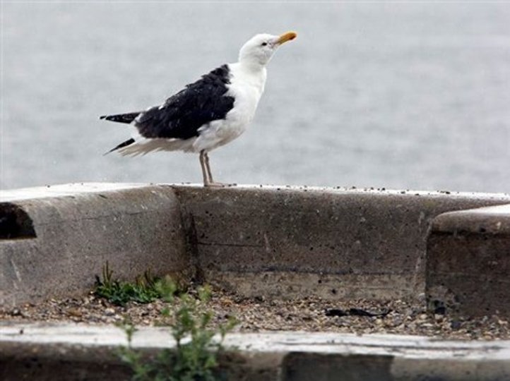 Mågernes skrig er en plage for mange beboere i byen. Arkivfoto: Henrik Bo