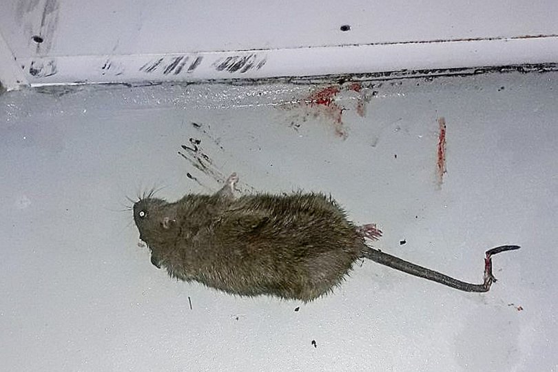 Det lykkedes Steen Christensen og familien at få ram på rotten i sommerhuset. Privatfoto