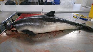 Døde hvaler på stranden: Det er der sket med dem