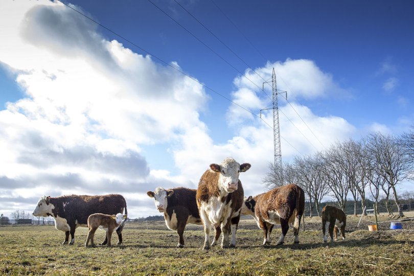 Landbruget udleder klart mest CO2 i det samlede regnskab, når man ser på Jammerbugt Kommune. Helt anderledes ser der ud, når man ser på udledningen fra energi og varme. Foto: Lars Pauli <i>Foto: Lars Pauli</i>