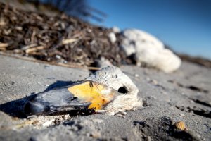 Har du set de mange døde fugle på stranden? Her er forklaringen