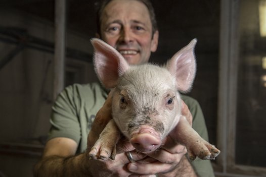 Stor svinefarmer har haft fantastisk år: Sådan tjener han penge