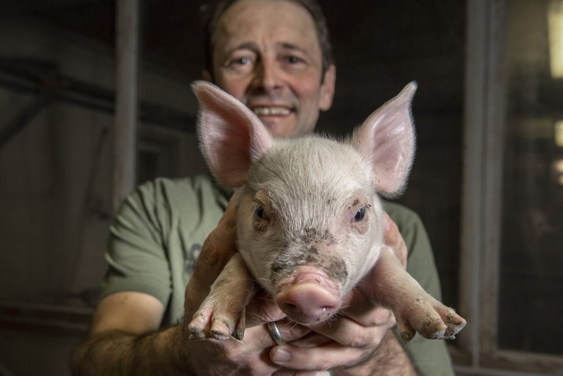 Martin Andreasen, 47 år, har været svinefarmer i 20 år i Serritslev ved Brønderslev. De seneste to år har været fantastiske. Den lille fyr med trynen er 14 dage gammel. Foto: Henrik Louis