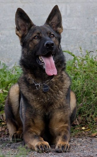 Samson har flere års erfaring som politihund og er højt klassificeret til sit job. Foto: Nordjyllands Politi