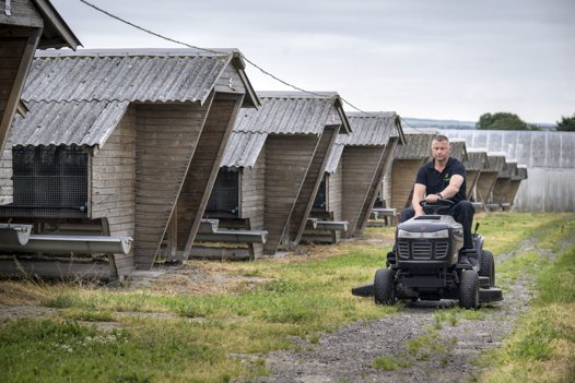 Poul Frederiksen kæmper med ukrudt og store udgifter som følge af, at han skal vedligeholde minkfarmen indtil den dag, den bliver eksproprieret. Foto: Martin Damgård