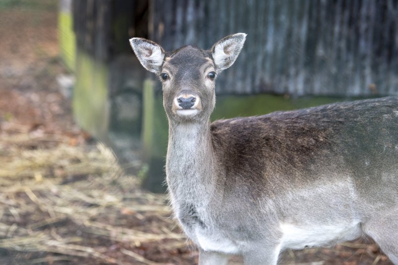 Dådyrene i skoven ved Psykiatrisk Sygehus i Brønderslev skal som andre hjorte nu øremærkes. Foto: Bente Poder