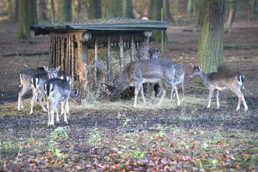 Der er 24 dådyr i hegnet i skoven ved Psykiatrisk Sygehus. Foto: Bente Poder