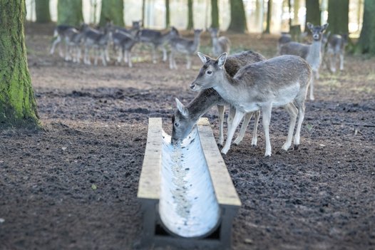 Så er der mad. Dyrene bliver fodret og tilset hver dag, men det er ikke nogen, man kan kæle for. Foto: Bente Poder