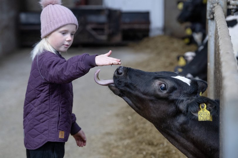 I dag er landbrug ikke længere noget, de fleste har et indgående kendskab til, men 7-årige Thea Poulsen fik hilst på en kalv, mens andre så en moderne mælkeproduktion og blev klogere på, hvordan dagligdagen former sig på et landbrug som Ny Skelsgård, som søndag slog dørene op og inviterede til "Åbent Landbrug 2021"