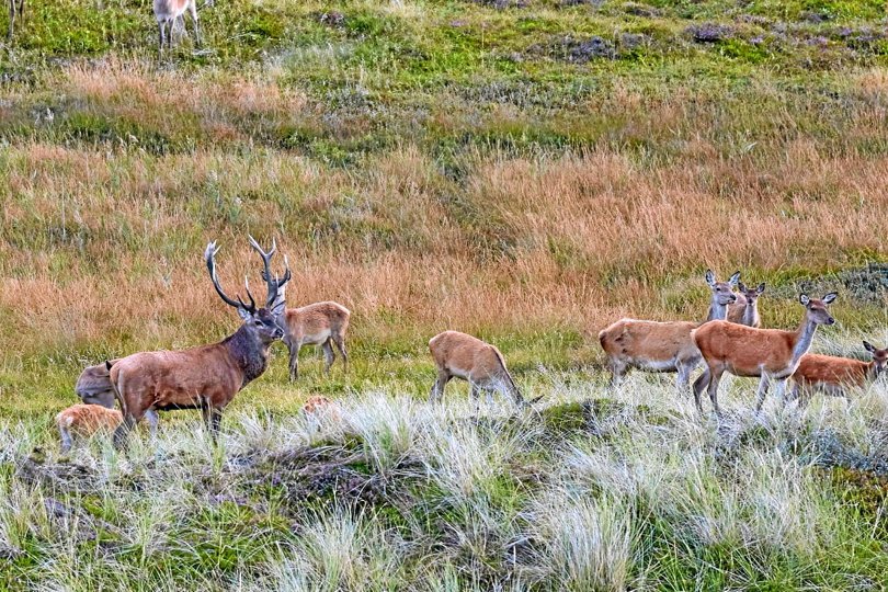 De store hjorte passer på deres hinder og holder skarpt øje med, at andre hjorte ikke kommer for tæt på. Sker det udløser det slagsmål så det runger over landskabet.Foto: Jens Jørgen Andersen