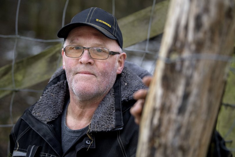 Karl Erik Vammen har ejet dådyrbestanden i indhegningen i Nørager i fem år, men måske er det om to måneder snart slut med denne hobby. Foto: Lars Pauli <i>Foto: Lars Pauli</i>