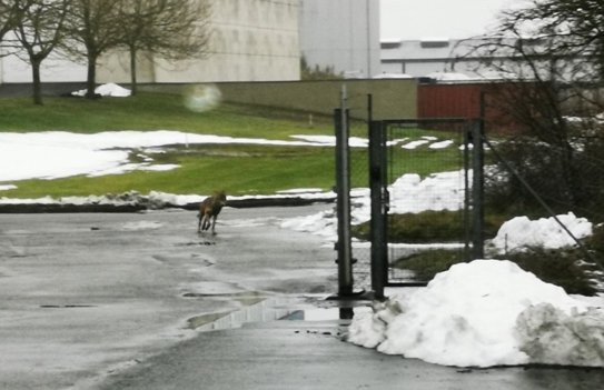 De formodede ulv havde forvildet sig ind i industrikvarteret, men forsvandt hurtigt igen. Privatfoto: Per Bugge Nielsen