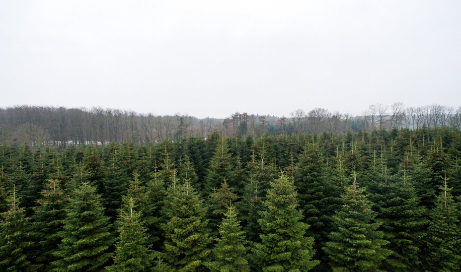 Sønderherreds Plantage, Mors hvor flertalsaktionærer vil sælge aktierne i det plantageselskab, som Morsø Kommune i sin tid fik overdraget fra Viborg Amt.