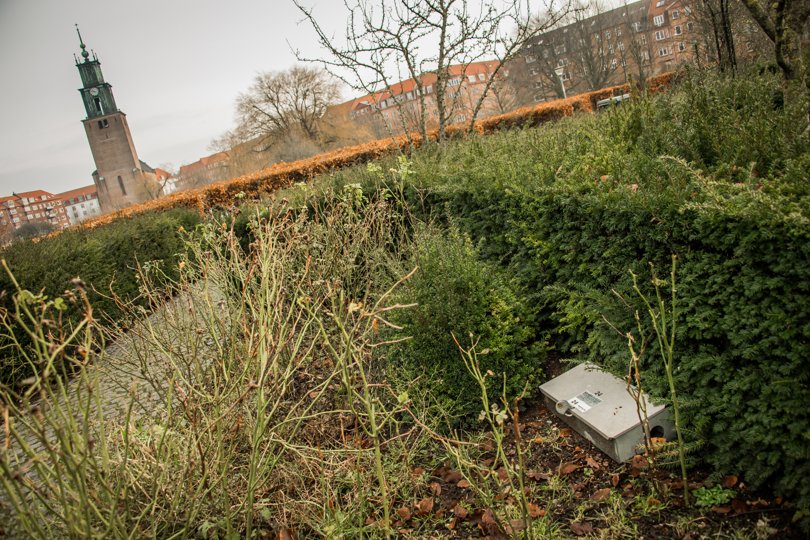 Aalborg Kommune skruer helt ned for brugen af gift i rottebekæmpelsen, i stedet vil man bruge andre metoder. Arkivfoto: Martin Damgård