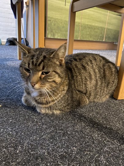 Den meget kælne kat har fundet sig godt til rette i golfklubben, hvor den bliver passet og fodret af klubben. Privatfoto.