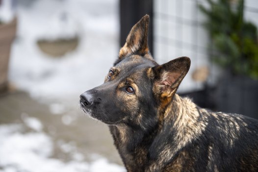 Når man er sammen med verdens bedste schæfterhund er man ikke i tvivl om at der foregår ting og sager i hovedet på den. Goa er meget opmærksom på mennesker og forsøger helt tydeligt at få en god kontakt. Foto: Kim Dahl Hansen <i>Foto: Kim Dahl Hansen</i>