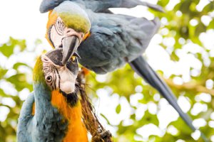 Dyrehandel i Thy ramt af papegøjesyge