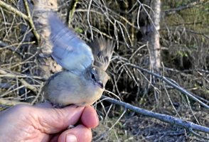 Lille fugl på langfart: 11 gange i træk har en rørsanger vendt ækvator