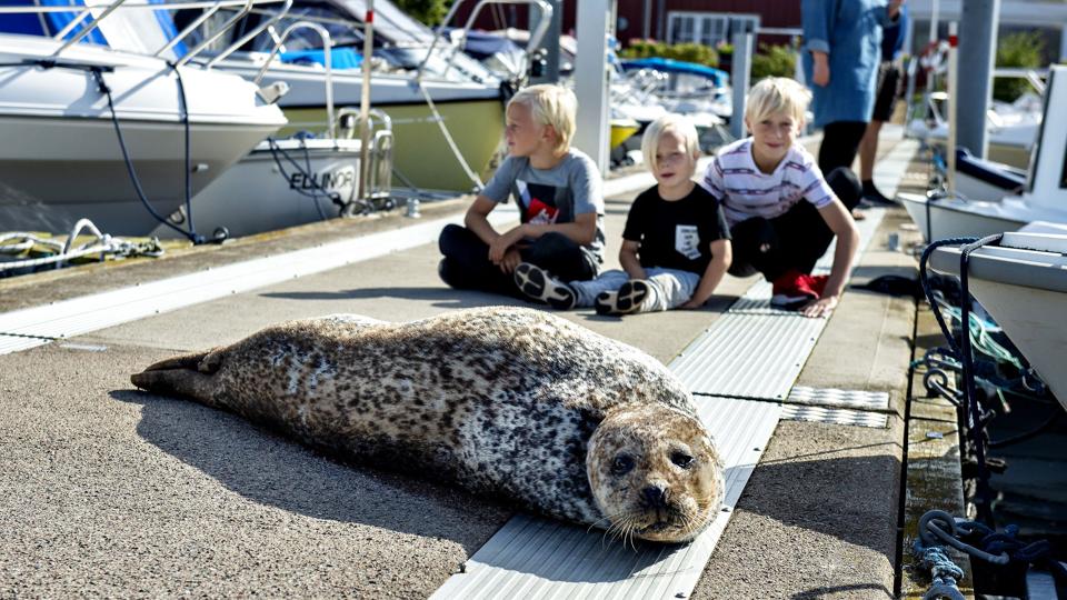 Ifølge Naturstyrelsen er det yderst usandsynligt, at den døde selv selv har fundet vej til skoven, hvor den blev fundet af et par på tur. (Arkivfoto). <i>Henning Bagger/Ritzau Scanpix</i>
