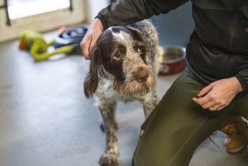Bailey på knap seks år er en af de hunde, der søger nyt hjem. Foto: Kim Dahl Hansen <i>Foto: Kim Dahl Hansen</i>