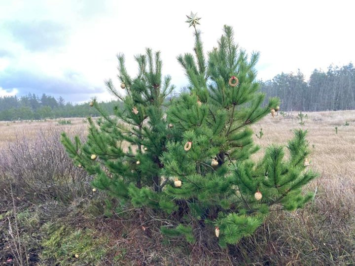 Det holder muligvis ikke standardmålene for et juletræ, dette nåletræ af arten contorta, men til gengæld er det voldsomt charmerende. Det er pyntet og fotograferet af naturforvalter Ann Gudrun Worm fra Nationalpark Thy.