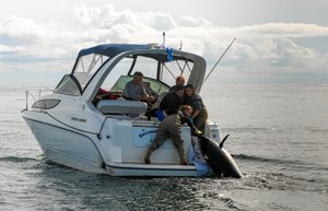 Nyt tunfiskeri fra Skagen: Søger lystfiskere der vil fange de gigantiske fisk
