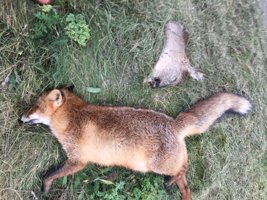 Makabert: Afskåret dyrehoved og død ræv fundet i nordjysk by