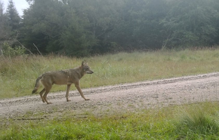 Ulven i Lille Vildmose er en ung han. Her fotograferet en tidlig morgen i slutningen af juli. Foto: Aage V. Jensen Naturfond