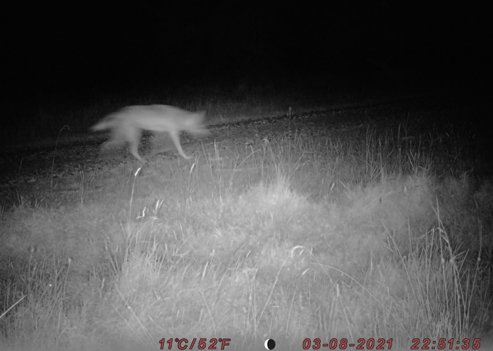 Et af de nye fotos af ulven i Lille Vildmose taget med vildtkamera 3. august fort før kl. 23 om aftenen. Foto: Aage V. Jensen Naturfond