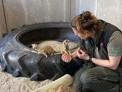 Dyrene i træningscenteret vil blive trænet af dyrepassere. Foto: Aalborg Zoo.