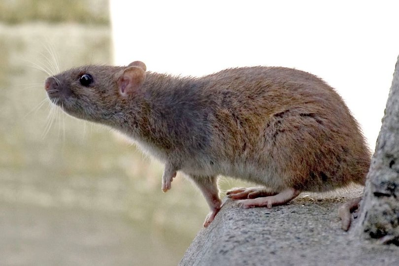 Thisted Kommune er nu klar med en ny plan for de kommende års kamp mod rotter. Arkivfoto