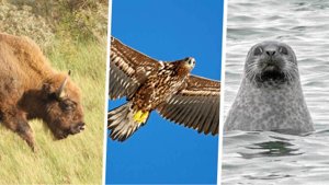 Her er "The Big Five" i Nordjylland - og syv andre sjældne dyr