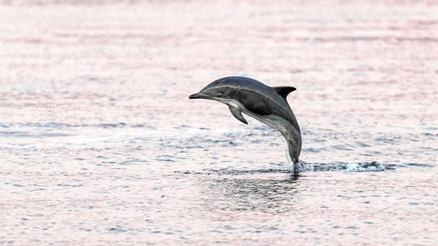 Mens den - eller de - delfiner, der har holdt til i Aalborg Havn har været arten almindelig delfin, er de delfiner, der nu er set ved Hals af arten øresvin. Arkivfoto: Andreas Hejndorf