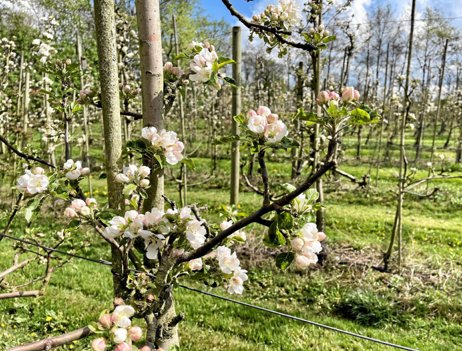 Æbletræerne blomstrer lige nu. Foto: Helge Søgaard