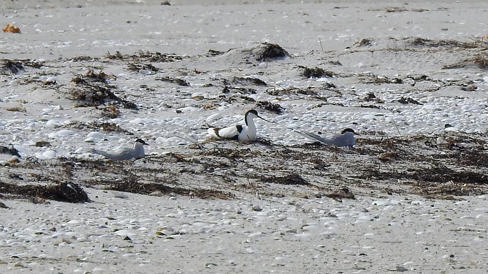 De sjældne fugle ved Øster Hurup yngler på stranden. Foto: Mariagerfjord Kommune