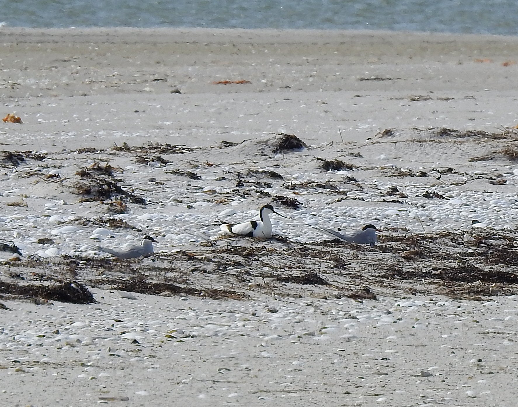 Sjældne fugle har slået sig ned i Nordjylland - strandgæster opfordres til at vise hensyn