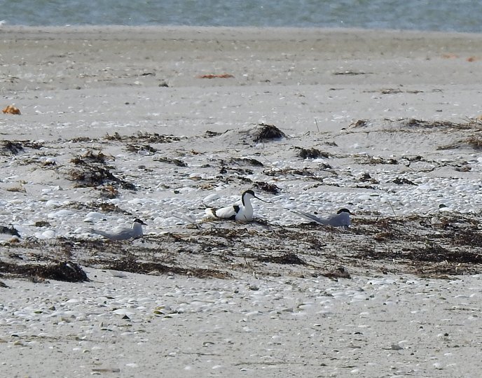 Mens havterner er den mest almindelige terne i Danmark, så er klyder og dværgterner et mere sjældent syn. Nu har en stor koloni for andet år i træk slået sig ned i Nordjylland. Foto: Mariager Kommune