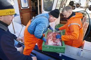 Ikke set i årtier: Det vrimler med fiskerbåde i små nordjyske havne