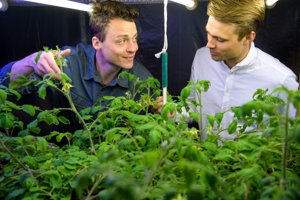Nu kan dine potteplanter spise insektmøg: Nordjyske virksomheder i nyt samarbejde