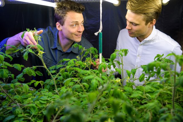 Henrik Goul (tv) og Mads Heinrich Juul har blandt andet eksperimenteret på tomatplanterne her, der er plantet i pottemuld tilsat insektmøg.