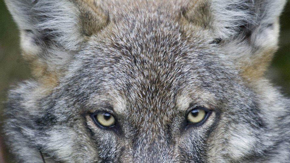 Nybagte sommerhusejere fik ulvebesøg: En schäfer på steroider