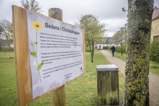 Forargelse over sløjfning af blomsterbede i kommunens parker. Foto: Martin Damgård
