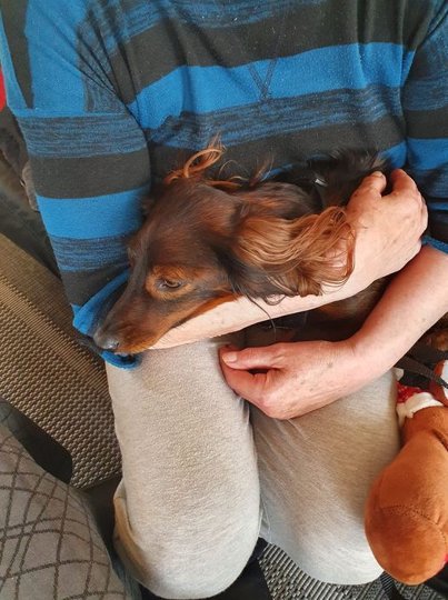 Tjalfe er nu genforenet med sin ejer og vil slet ikke flytte sig fra hende. Privatfoto.