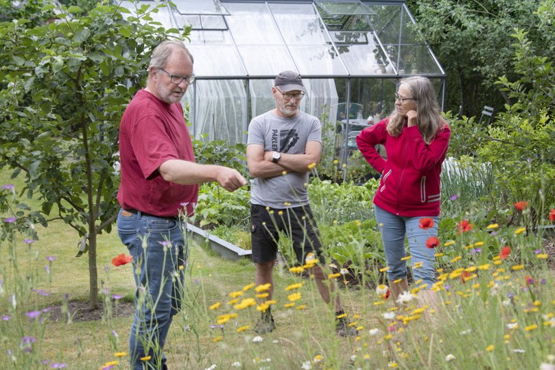 Jørgen Bondesen (tv.) og hans kone Lisbeth har inviteret vilde blomster inden for i deres parcelhushave, hvor de også har en velplejet køkkenhave. Deres nabo, Søren (i midten) ser anerkendende på. - Vi lader da bare være med at klippe græsset! Det er ret enkelt, siger Lisbeth. Foto: Henrik Louis <i>Foto:Henrik Simonsen</i>