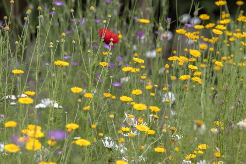 Vild natur og biodiversitet er blandt emnerne på Vendsyssel Bæredygtighedsfestival, som finder sted fra 25. august til 5. september. <i>Arkivfoto: Henrik Simonsen</i>