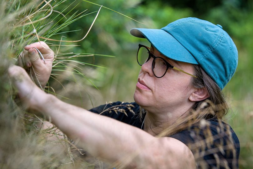 Ingrid Ogensted, svensk billedkunstner, i gang med sin forvandling af et lille egetræ ved Kirsten Kjærs Museum. <i>Bo Lehm</i>
