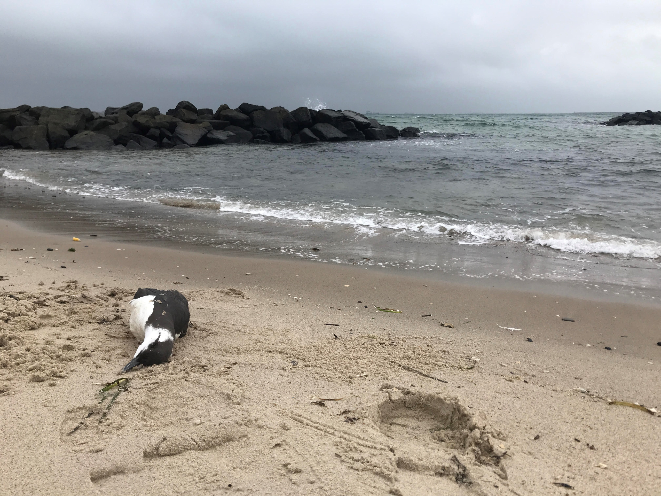 En død lomvie på stranden ved Skagen. Den og mange andre artsfæller driver lige nu udmagrede og døde i land på de nordvesteuropæiske kyster. Foto: Skagen Fuglestation