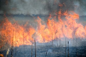 Et vindpust kan sætte naturen i brand: Græsareal gik op i røg
