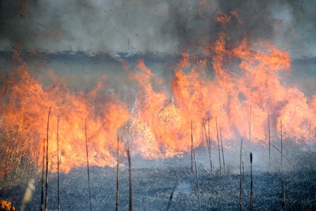 Tre hektar skovbund og siv blev tirsdag brændt af i en naturbrand ved en ejendom ned til Louns Bredning. Arkivfoto: Bo Lehm