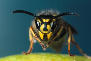 Otte tip til at undgå hvepsestik